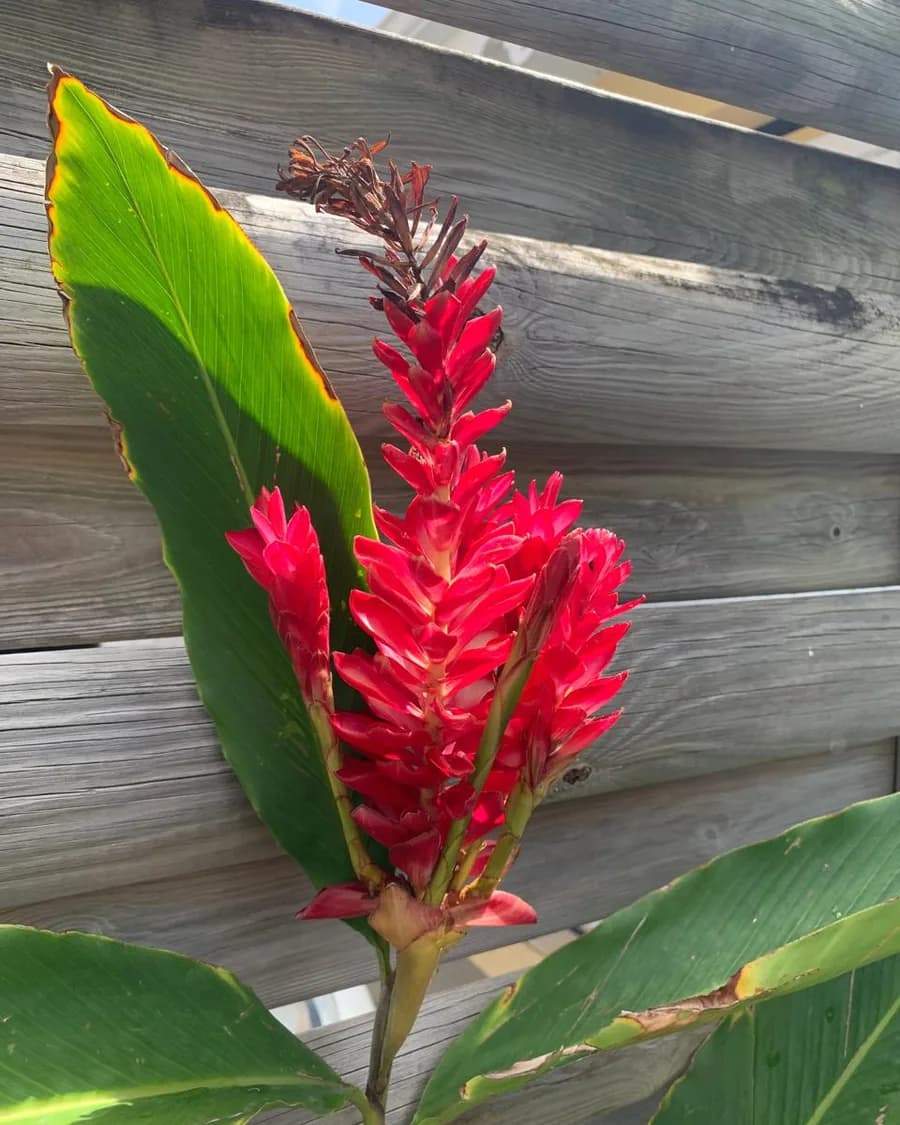 Red alpinia against a wooden fence