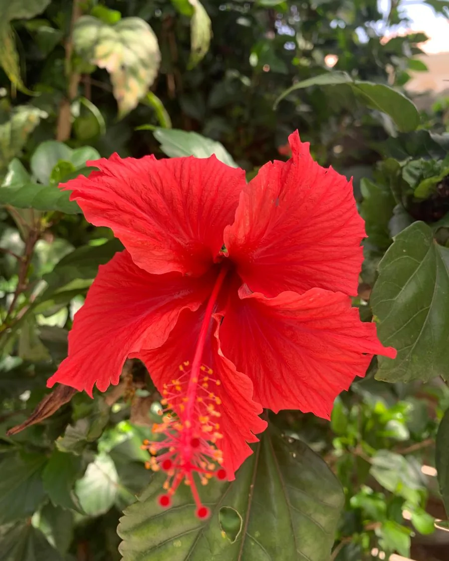 Red hibiscus in the Cap Lodge garden