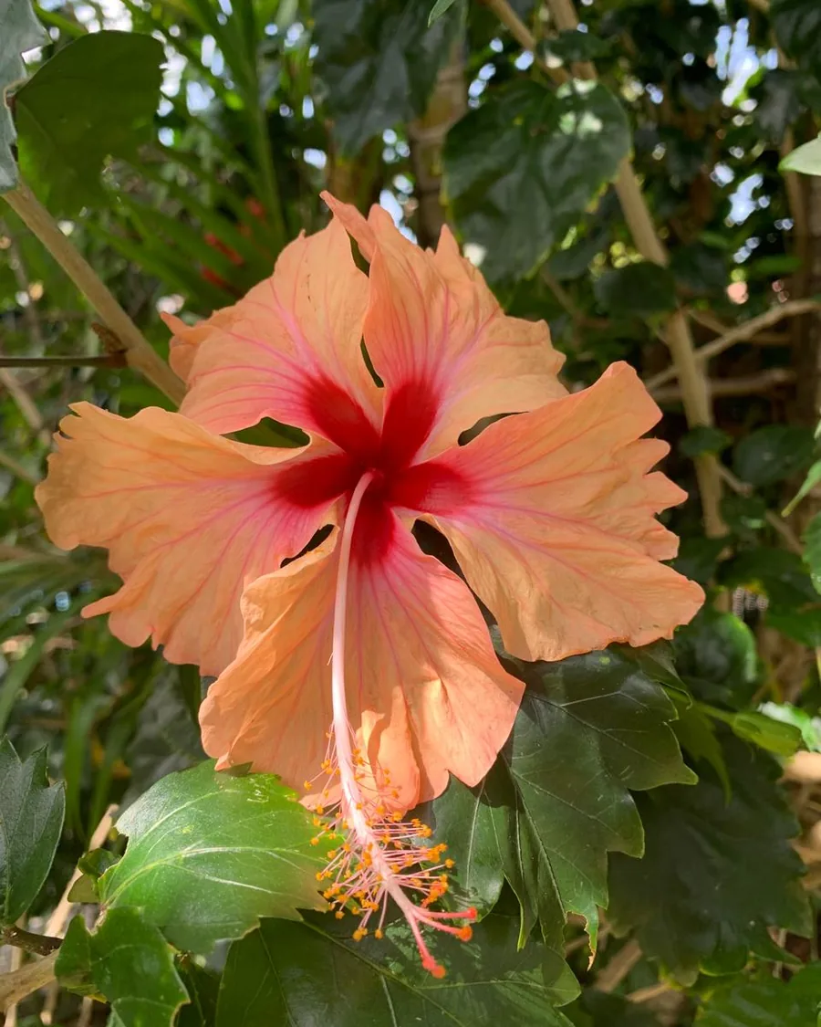 Hibiscus saumon au cœur rouge