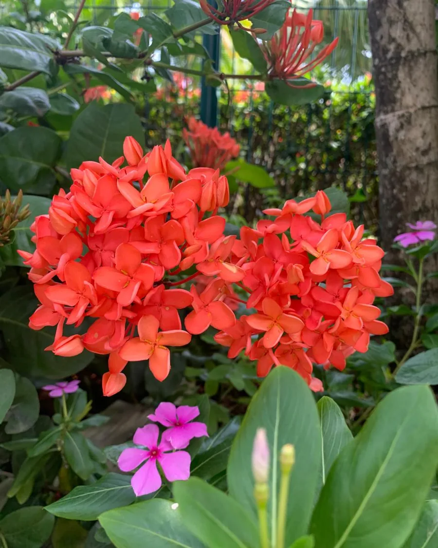 Cluster of orange ixoras