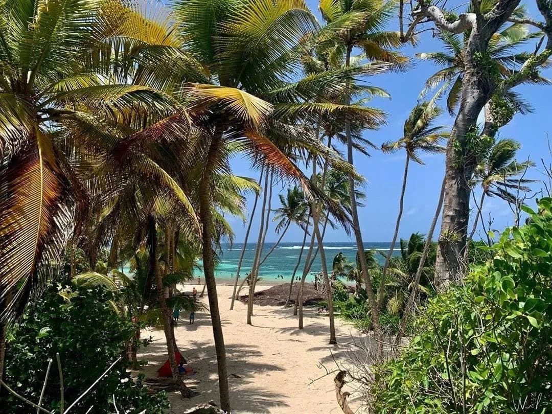 Cocotiers et sable blanc à Cap Chevalier