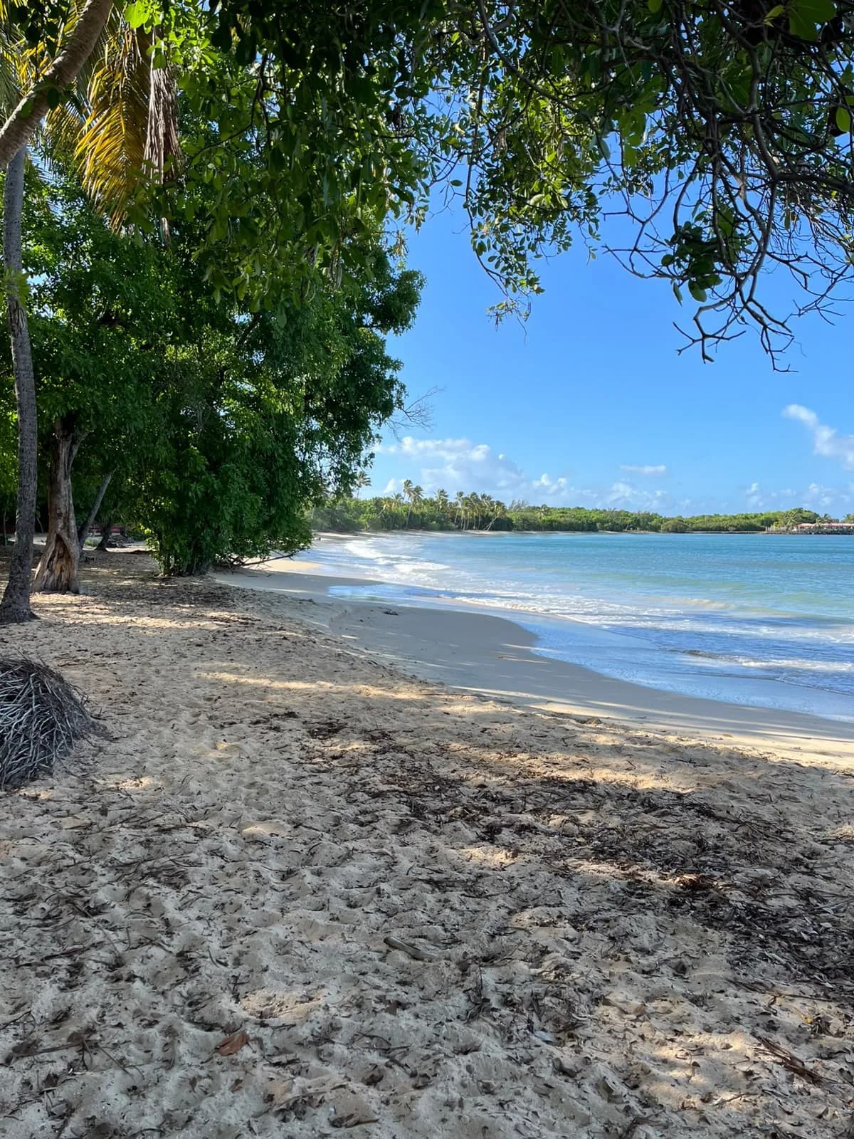 Leaning coconut trees on a Caribbean-coast beach
