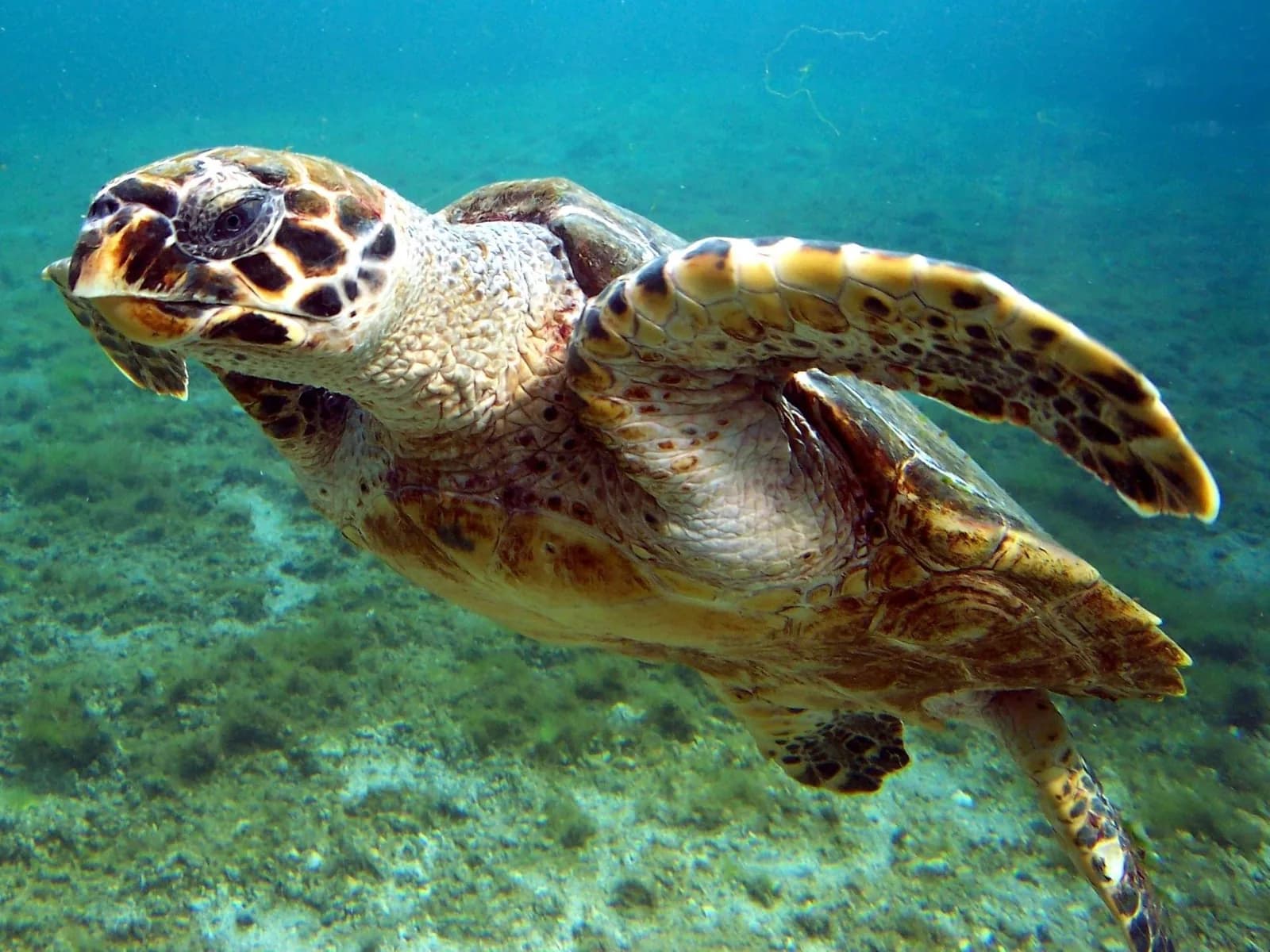 Green turtle swimming in turquoise water